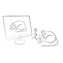 Drawing of a mouse scratching itself after watching a video of a different mouse scratching itself.