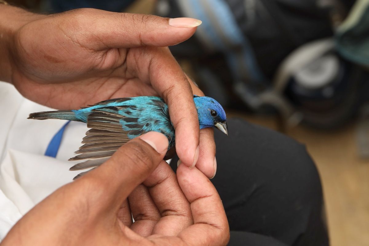 A researcher holds a small blue bird in their hands, stretching one wing out to show individual feathers.