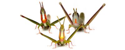 When the sexually reproducing grasshopper species Warramaba whitei (left) and Warramaba flavolineata (right) mated around 250,000 years ago, they made Warramaba virgo (center), which has been cloning itself ever since.