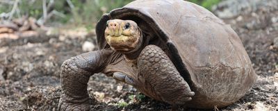 Fernanda, a Fernandina giant tortoise (<em>Chelonoidis phantasticus</em>), was identified in 2019, decades after her species supposedly went extinct.