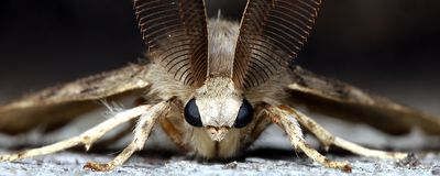 <em>Lymantria&nbsp;</em>species make ultrasonic, mechanical rasping noises when they hear bats nearby.