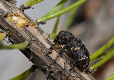 a fuzzy black and tan beetle chews on the bark of a pine tree sapling, whose needles can be seen in the background