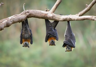 Three flying foxes (a type of bat) hanging upside down on a bare branch