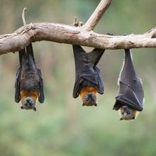 Three flying foxes (a type of bat) hanging upside down on a bare branch
