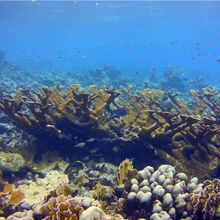 Brown coral in shallow water branching upward with blue fish in front. 