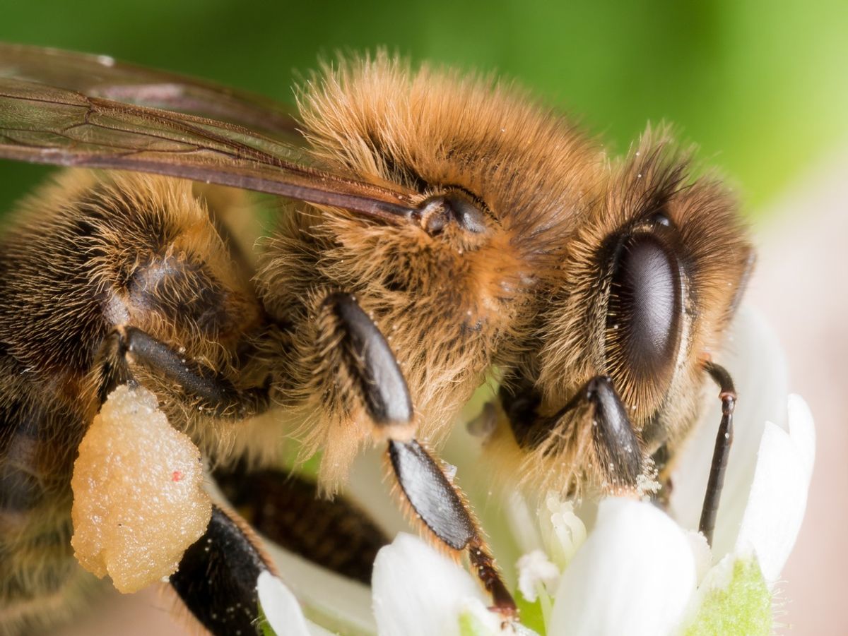 Closeup of a honey bee on a white flower