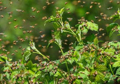 Swarm of honey bees around green foliage
