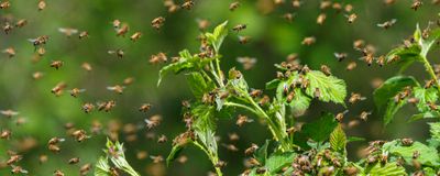 Swarm of honey bees around green foliage