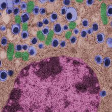 Micrograph of a beta cell, where insulin granules are shown as blue small balls, mitochondria are colored green, and a fraction of the cell nucleus appears in purple.