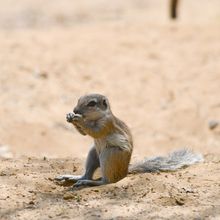 A Cape ground squirrel sits upright on its hind legs, holding its forelimbs up to its face.