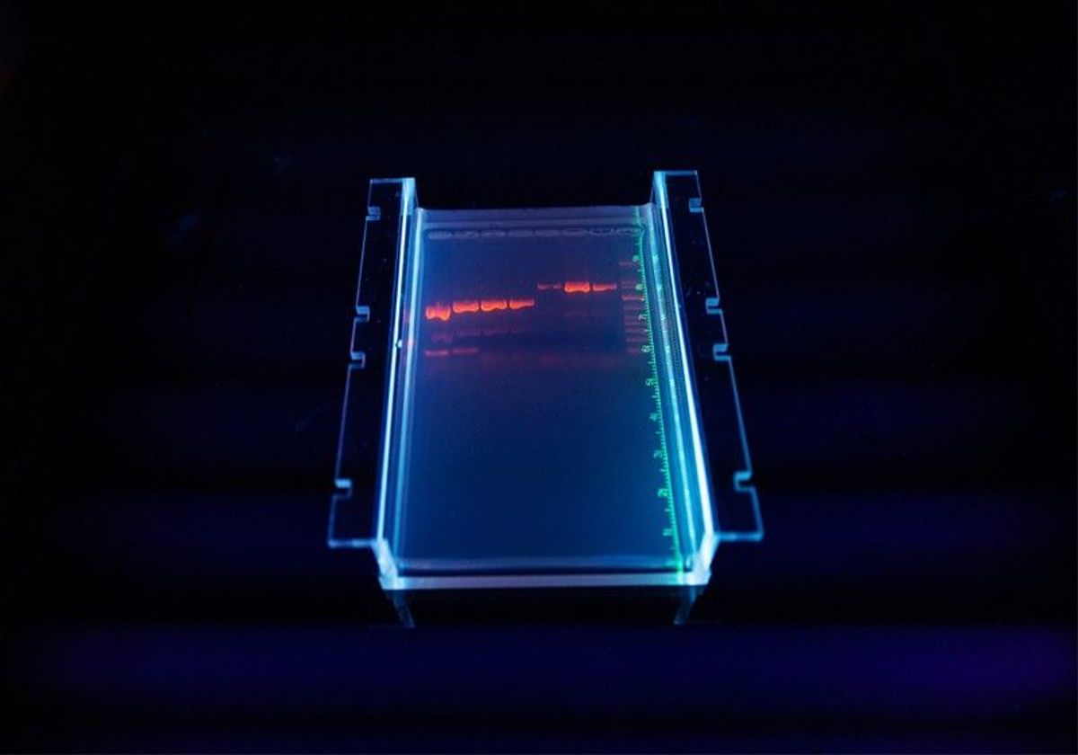Researcher in DNA laboratory: agarose sequencing gel results