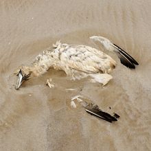 A dead northern gannet (Morus bassanus) on a beach