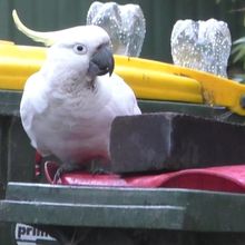 bird perched next to brick atop trash can