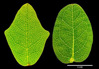 A lobed leaf next to a rounded leaf, both from the same Boquila trifoliolata vine
