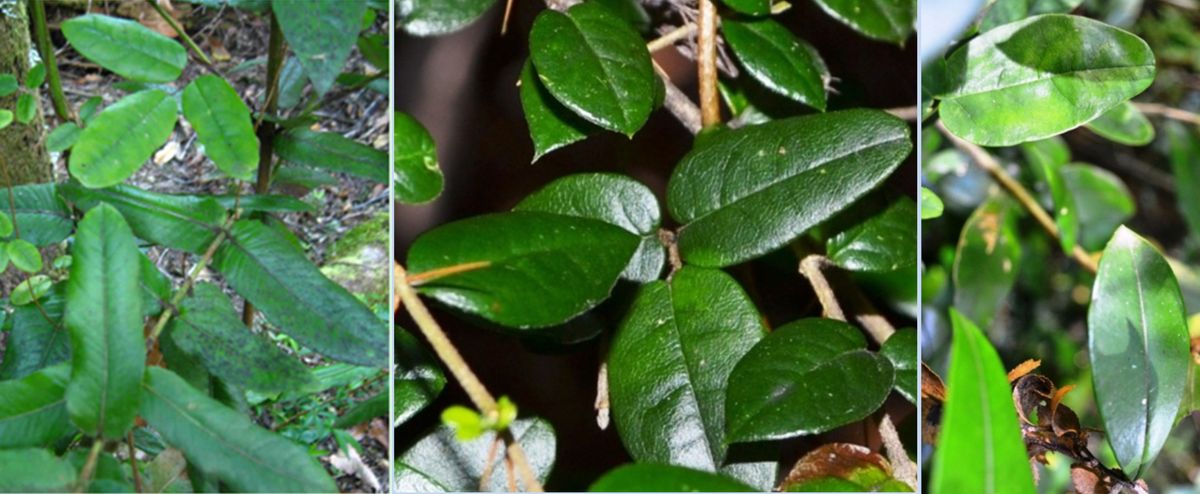 Three photos of Boquila vines next to leaves that look almost identical to them