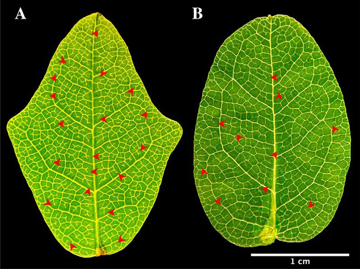 Two leaves side by side; the one on the left is pointier and has more open-ended veinlets.