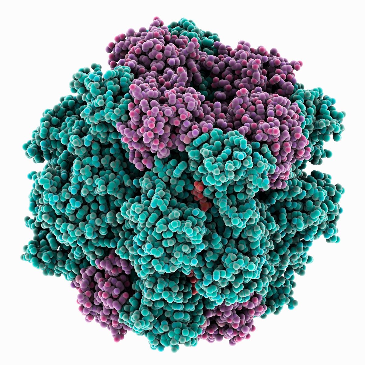 round protein with subunits shown in purple and teal
