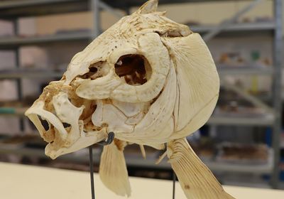 a yellow-ish fish skull is held up by metal prongs, with a rack of other museum collection items in the background