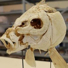 a yellow-ish fish skull is held up by metal prongs, with a rack of other museum collection items in the background