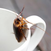 A cockroach clings to the inside of a white mug.