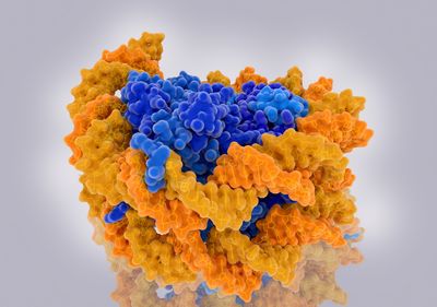 Artist&rsquo;s rendition of orange DNA coiled around a blue histone protein.