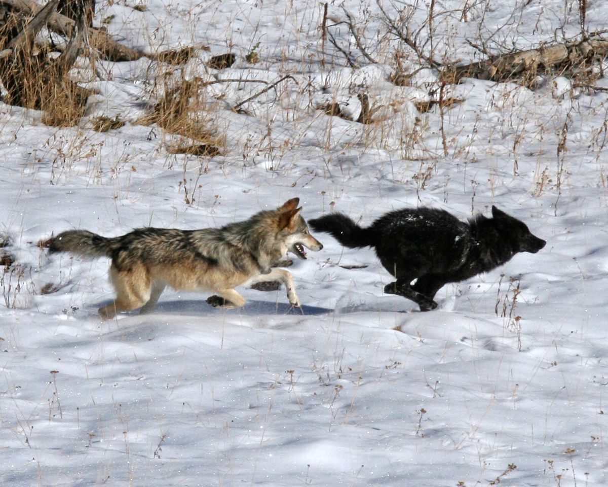 a gray-colored wolf playfully chases after a black-colored wolf on a snowy background.