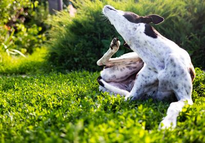 Greyhound scratches body from fleas on a green lawn outdoors in a park on a sunny day