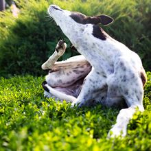 Greyhound scratches body from fleas on a green lawn outdoors in a park on a sunny day