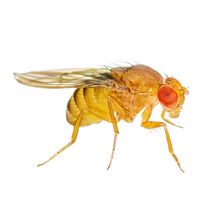 close-up photo of fruit fly on white background