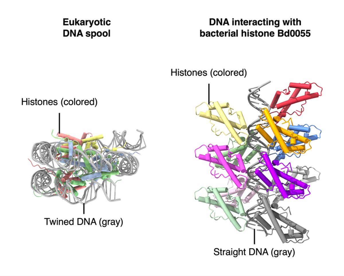 Ribbon diagrams of eukaryotic and bacterial histones