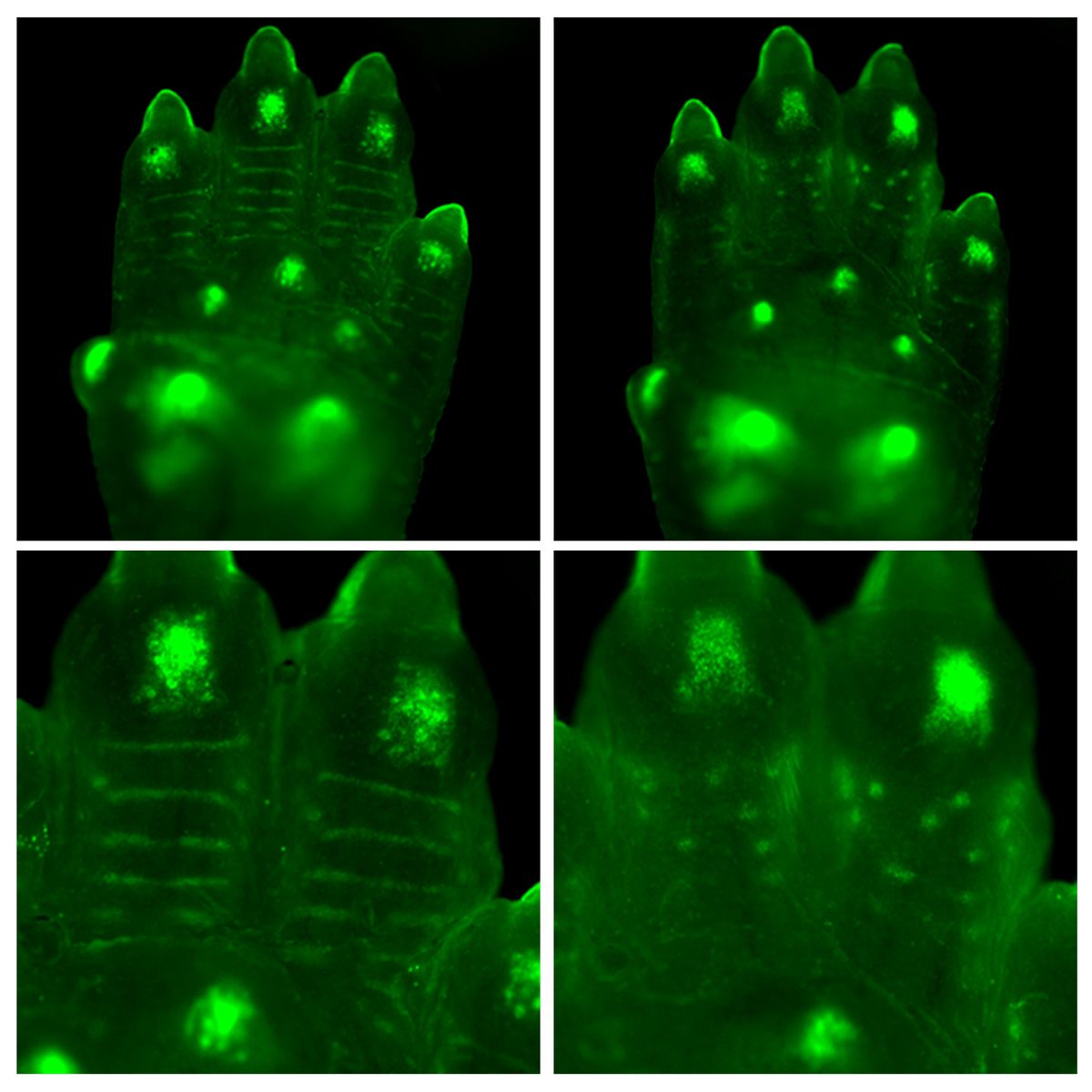 Fluorescent images showing normal mouse paws with ridges and the paws of EDAR mutated mice with spots instead