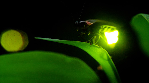 Closeup video of a firefly flashing its abdomen, with other seemingly synchronized flashes in the background.