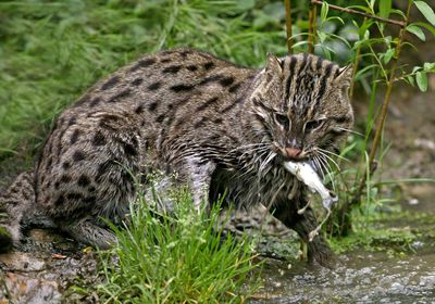 A fishing cat with a fish in its mouth