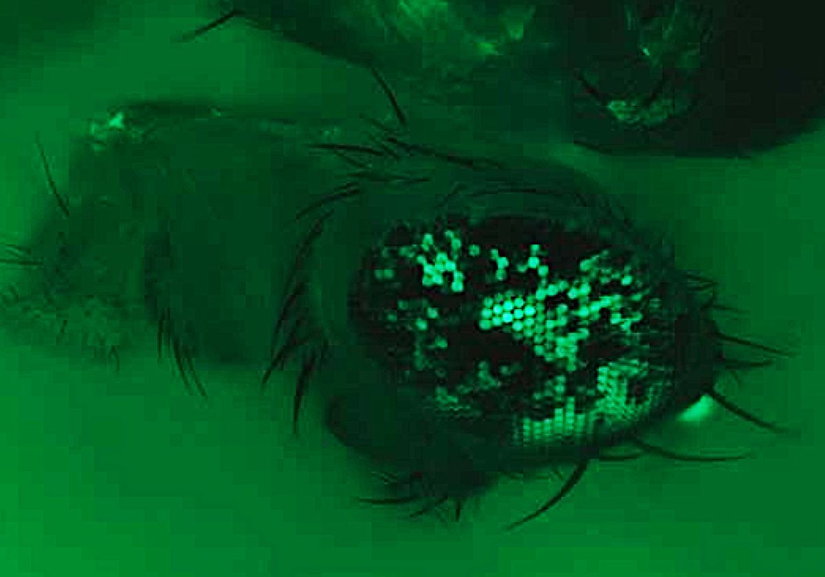 green-tinted fly eye with mosaic of shiny and black portions