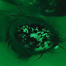 Green-tinged image of fly eye with shiny and black portions