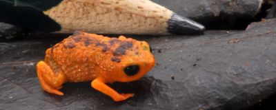 Small orange frog next to pencil tip
