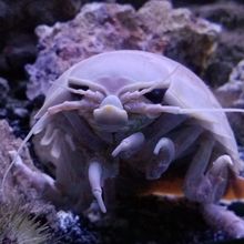 a giant isopod in an aquarium