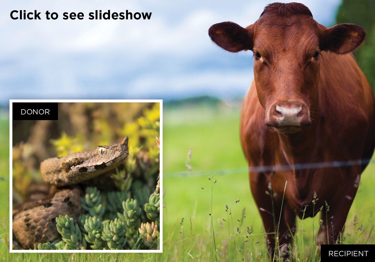 Cow and snake photos