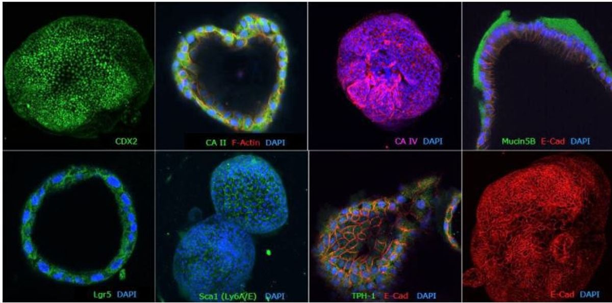 Immunohistochemical characterization of human colon organoids expressing cell-type specific markers.
