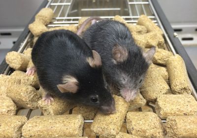 A younger-looking mouse next to an older-looking one