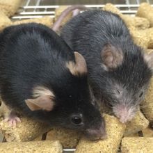 A younger-looking mouse next to an older-looking one