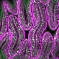 immune cells in zebrafish gut