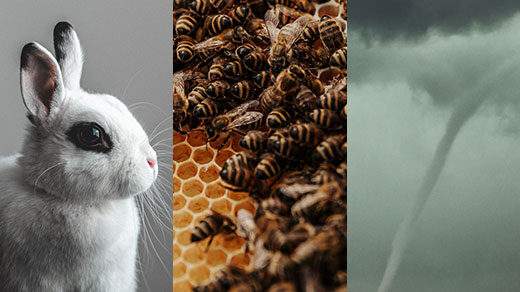 Side-by-side images of a rabbit, bees in a hive, and a tornado.