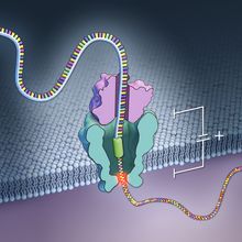 Illustration of a DNA-peptide conjugate molecule being pulled through a nanopore in a membrane.