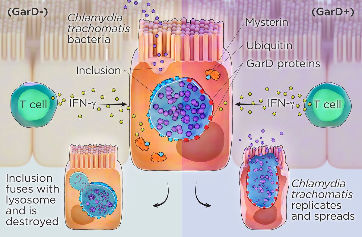 <em>Chlamydia</em> invades a host cell, forms a membrane-bound vacuole, or inclusion, and then modifies the protein composition of the structure’s membrane. If immune cells detect <em>Chlamydia</em> before it forms the inclusion, they trigger T cells to produce interferon-? (IFN-?), a powerful cytokine. IFN-? activates the protein mysterin (also called RFN213), which attaches ubiquitin to the inclusion membrane, signaling the cell to destroy the inclusion’s contents by dumping them into a lysosome (left). C. trachomatis produces GarD, a protein that integrates into the inclusion membrane itself and somehow prevents mysterin from attaching ubiquitin, allowing the bacterium to evade immune destruction while continuing to multiply and eventually bursting from the cell (right).