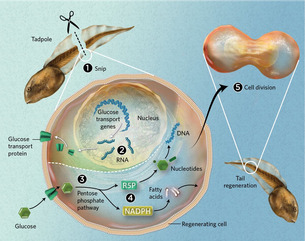 Infographic showing the process of tail regeneration in tadpoles