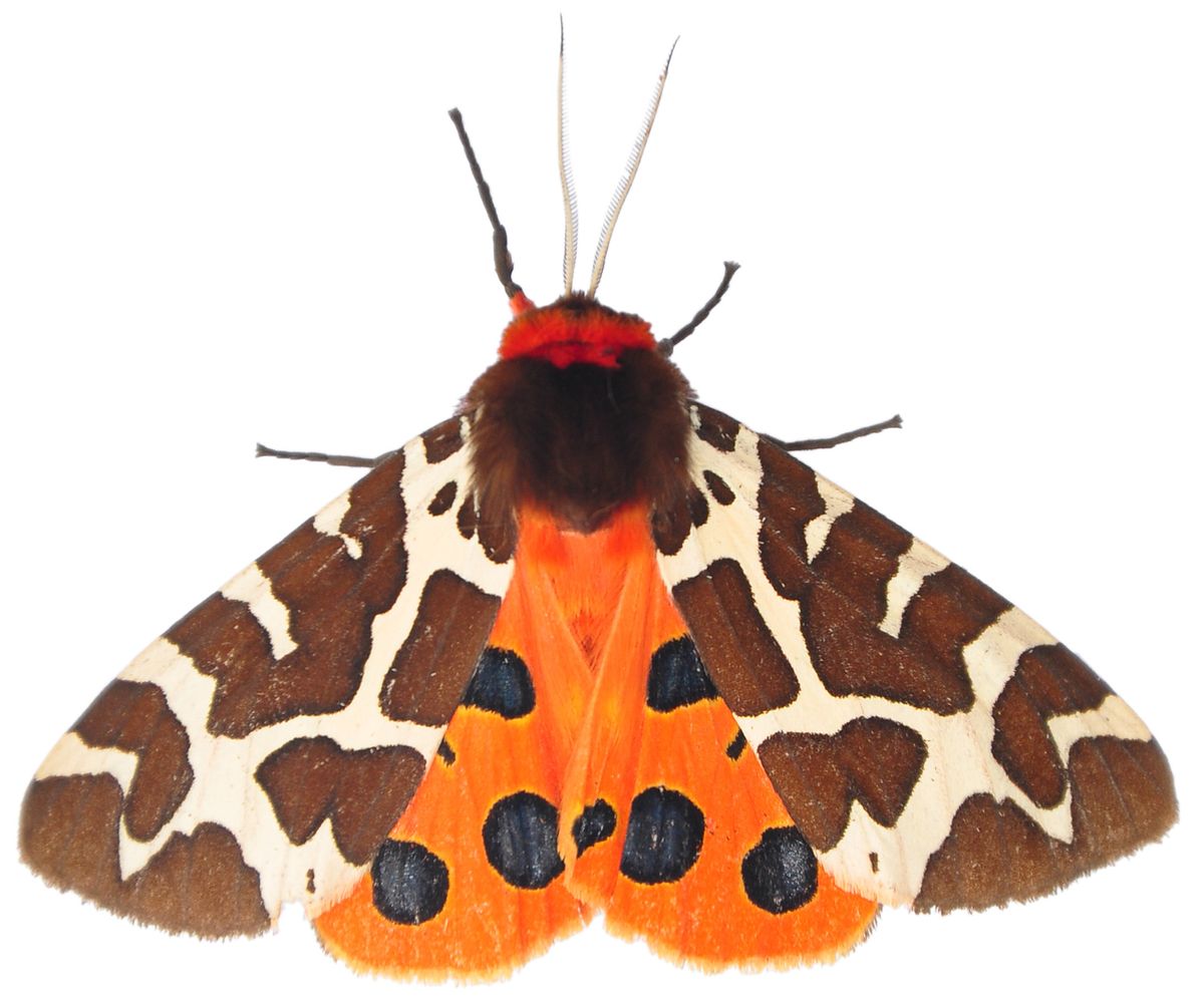 The garden tiger moth (<em >Arctia caja</em>) produces ultrasonic clicks in response to bats. 