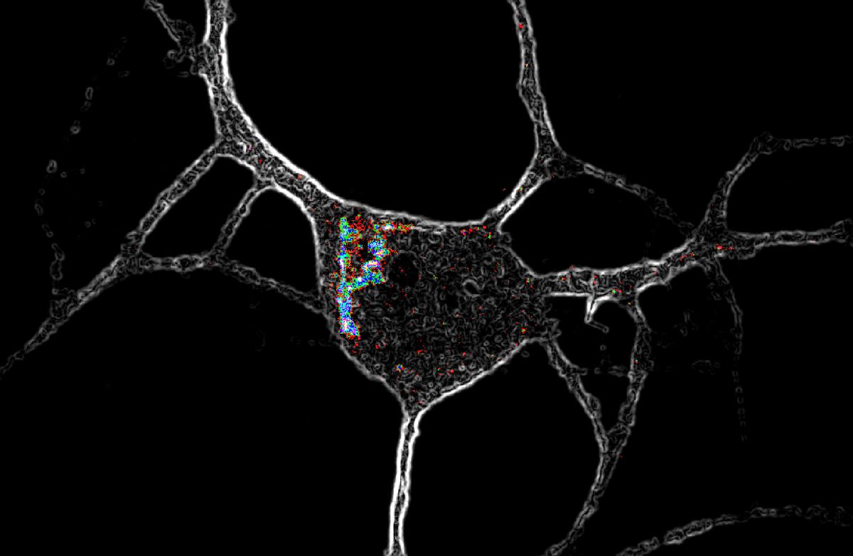 A cortical neuron in gray expressing serotonin 2A receptors (dots in various colors).