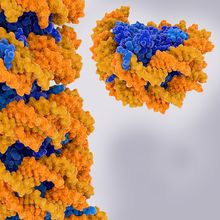 Setting High Standards for Antibody Production Using Nucleosomes