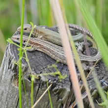A male and female lizard sit together on a fence post with grass in the foreground